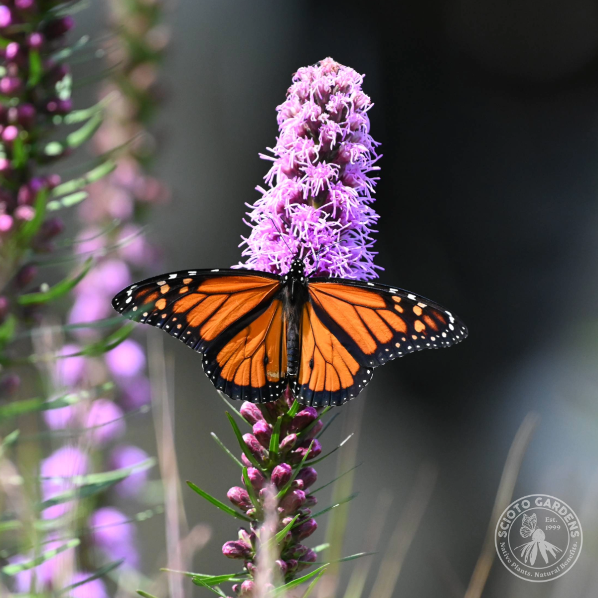 Liatris spicata (Dense Blazing Star) - 1 gal