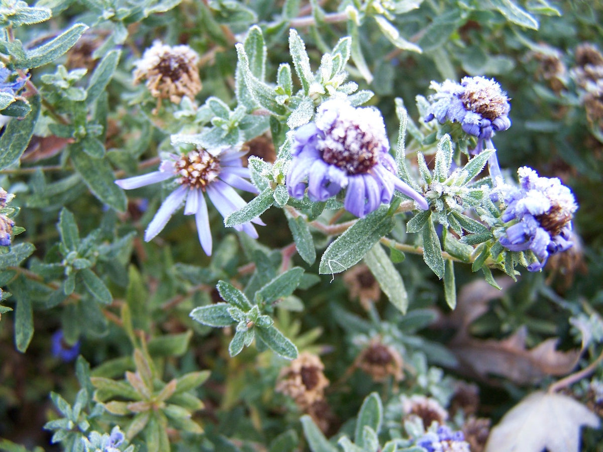 Aster [Symphyotrichum] obl. 'Raydon's Favorite' (Raydon's Favorite' Aromatic Aster) - 2 gal