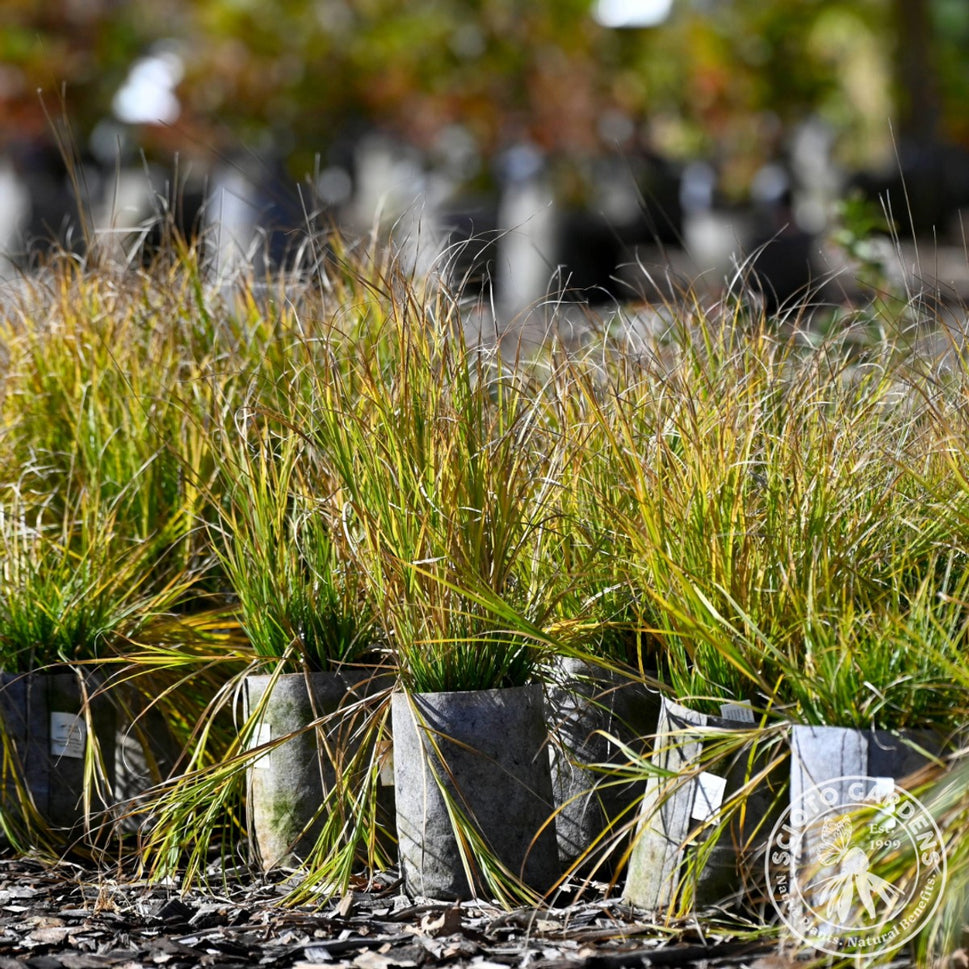 Carex brevior (Plains Oval Sedge) - 1 gal