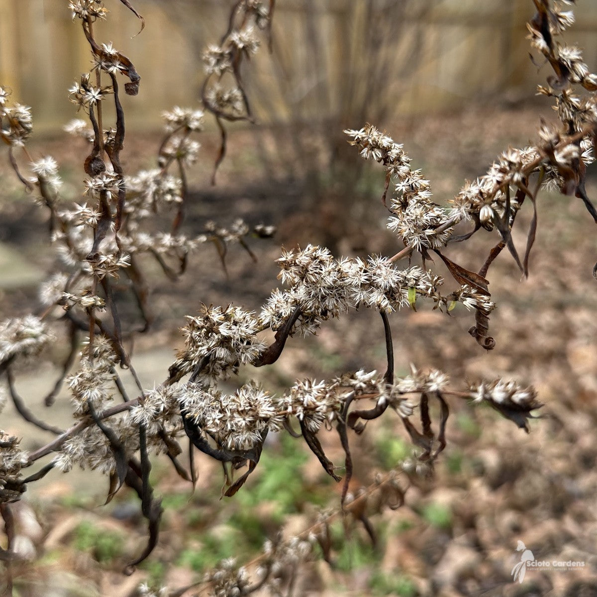 Solidago caesia (Bluestem Goldenrod) - 1 gal