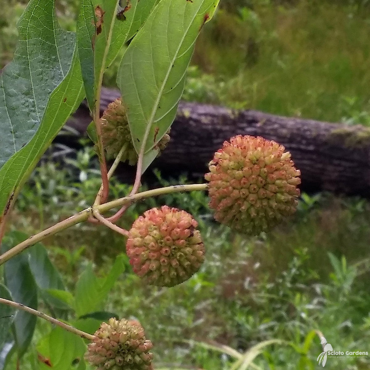 Cephalanthus occidentalis (Buttonbush) - 3 gal