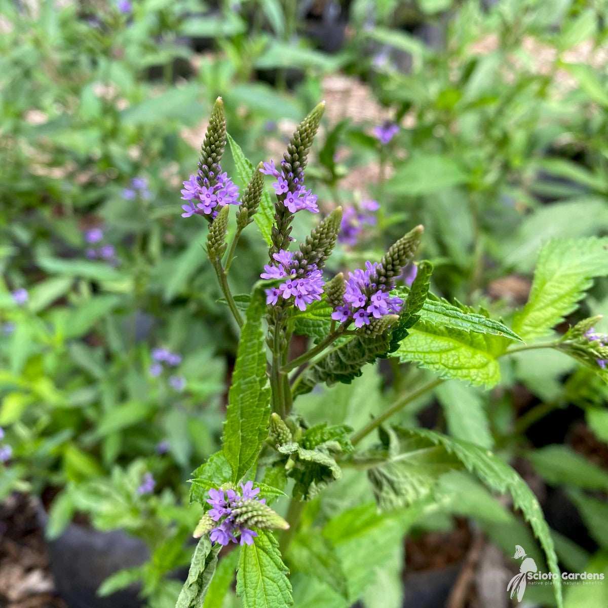 Verbena hastata (Blue Vervain) - 2 gal