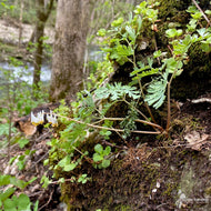 Dicentra cucullaria (Dutchman's Breeches) - QT