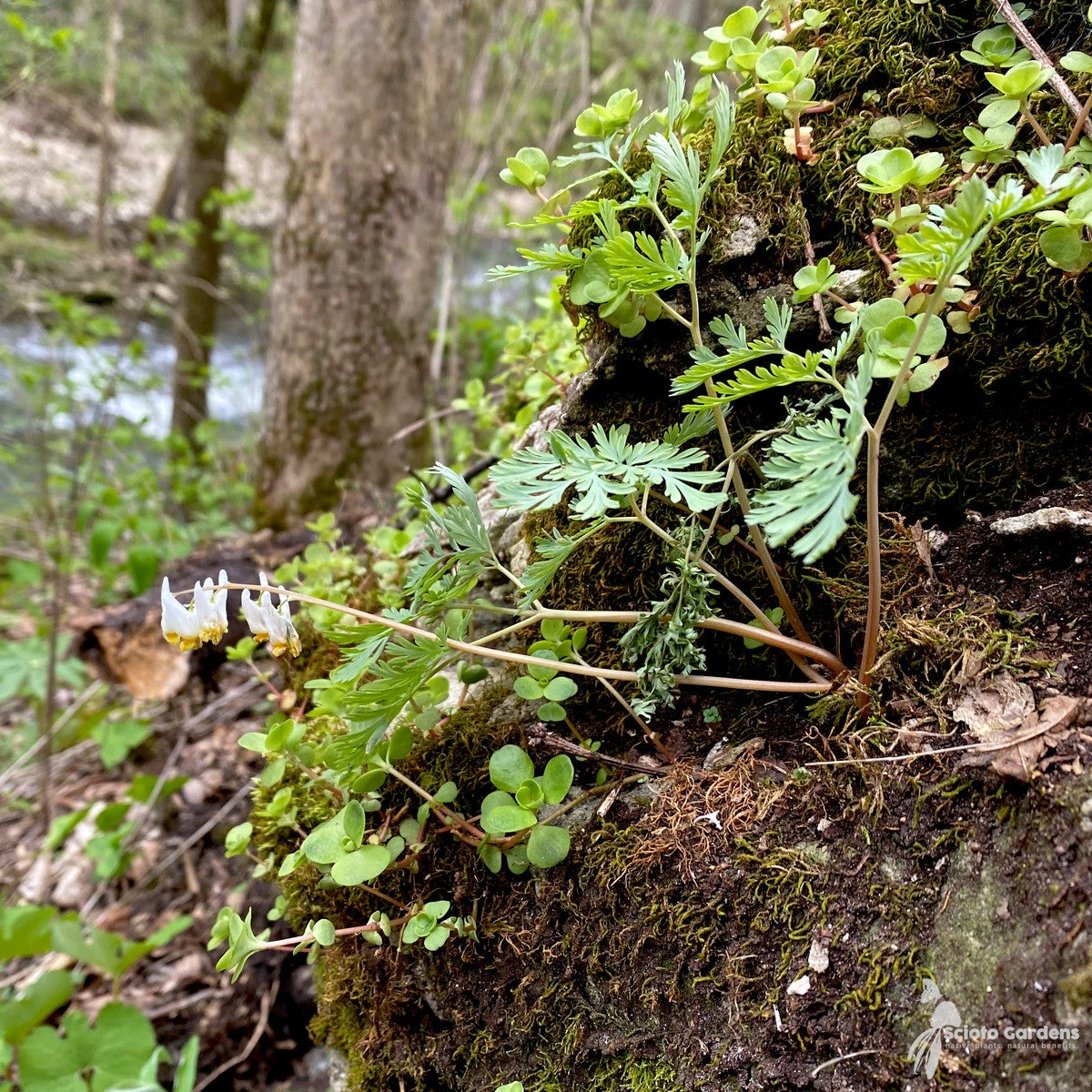 Dicentra cucullaria (Dutchman's Breeches) - QT