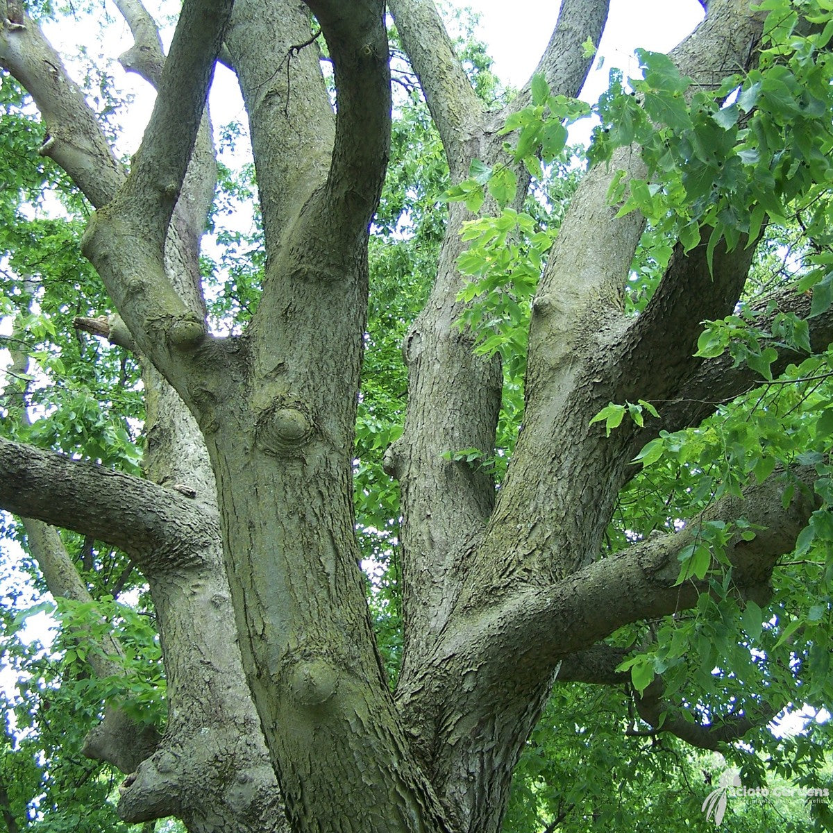 Celtis occidentalis (Common Hackberry) - 3 gal