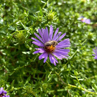 Aster [Symphyotrichum] obl. 'October Skies' ('October Skies' Aromatic Aster) - 1 gal