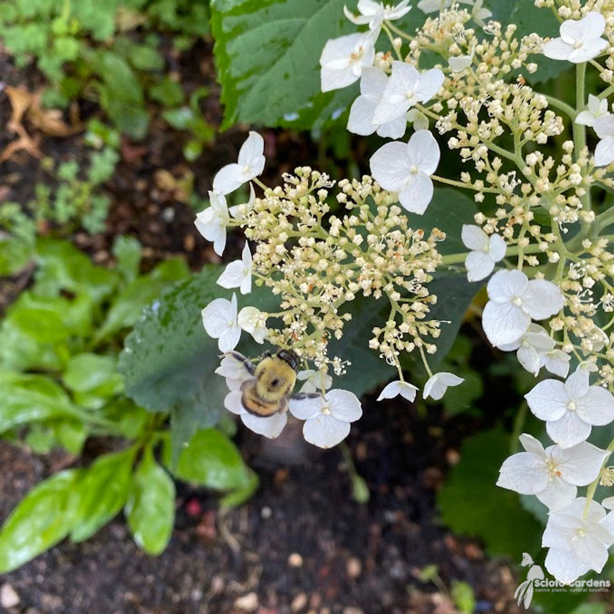 Hydrangea arb. 'Haas Halo' (Haas Halo Smooth Hydrangea) - 3 gal