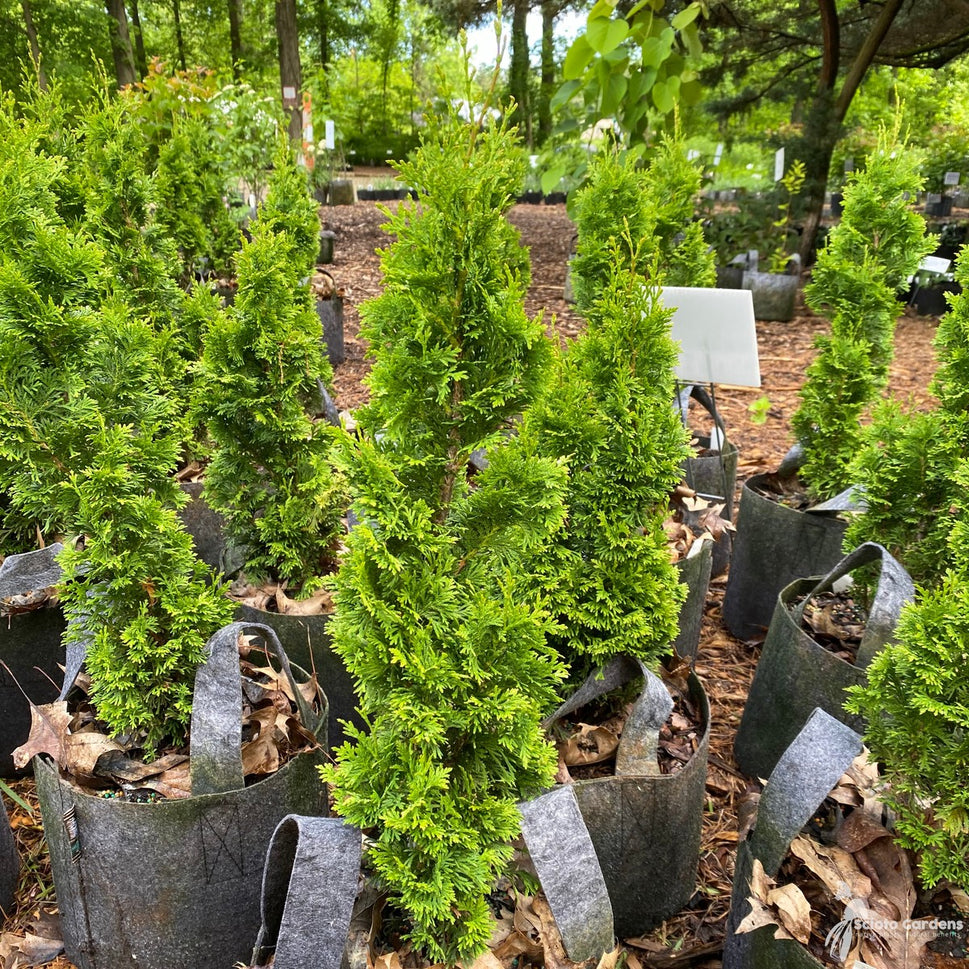 Thuja o. 'DeGroot's Spire' (DeGroot's Spire' American Arborvitae) - 3 gal