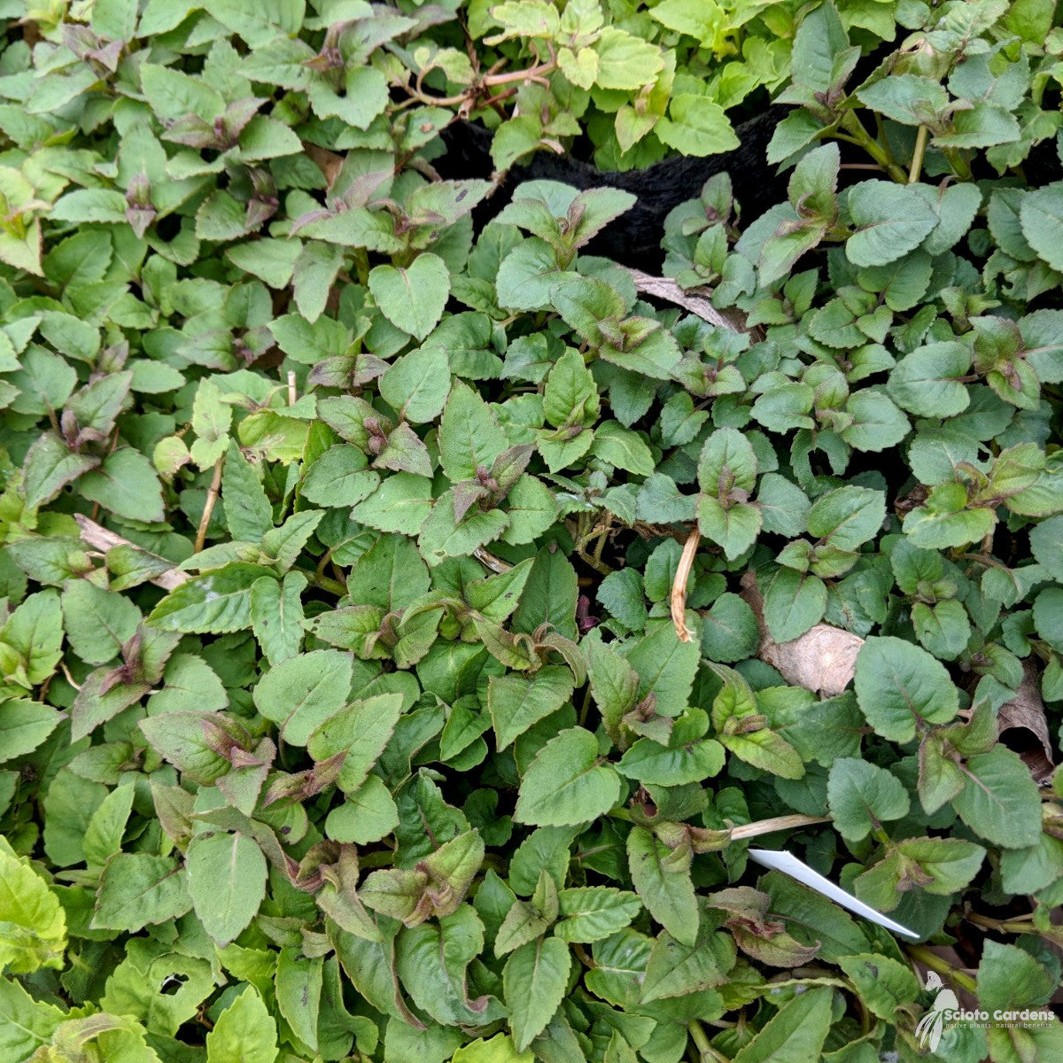 Monarda didyma (Oswego Tea, Bee Balm) - 1 gal