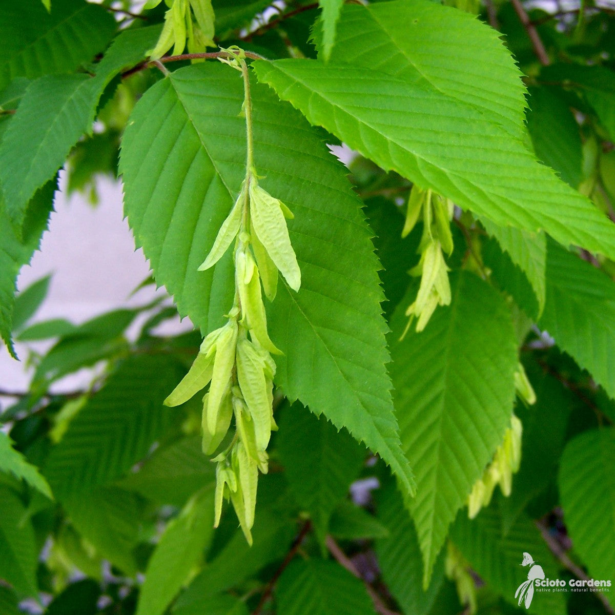 Carpinus caroliniana (Musclewood, American Hornbeam) - 3 gal