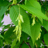 Carpinus caroliniana (Musclewood, American Hornbeam) - 2 gal