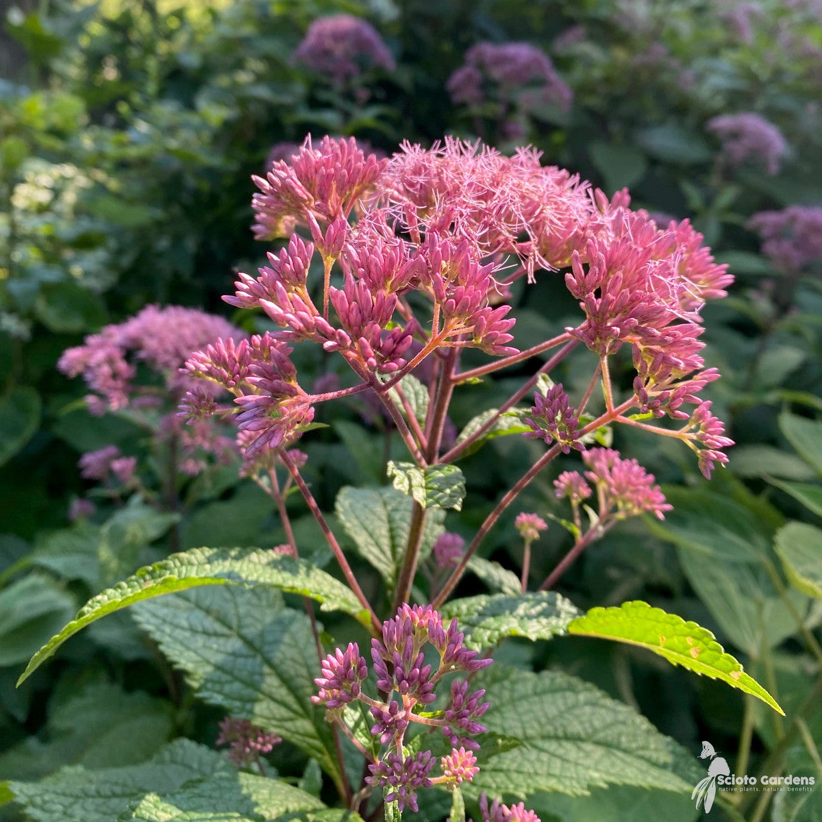 Eupatorium [Eutrochium] maculatum (Spotted Joe Pye Weed) - 2 gal