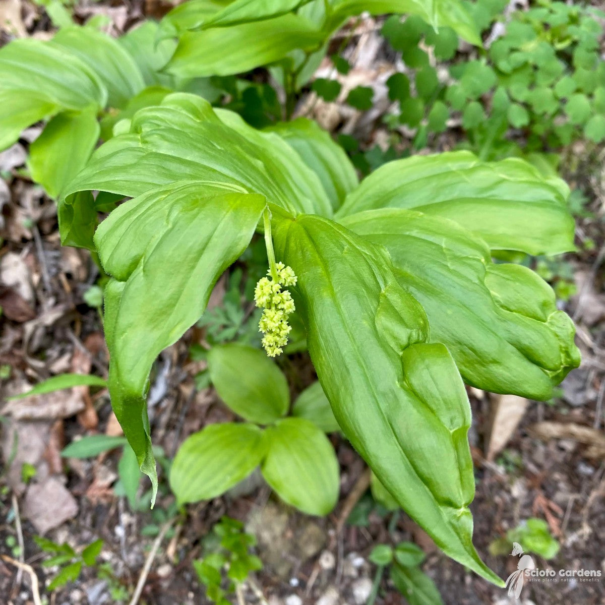 Smilacina [Maianthemum] racemosa (False Solomon's Seal) - 1 gal