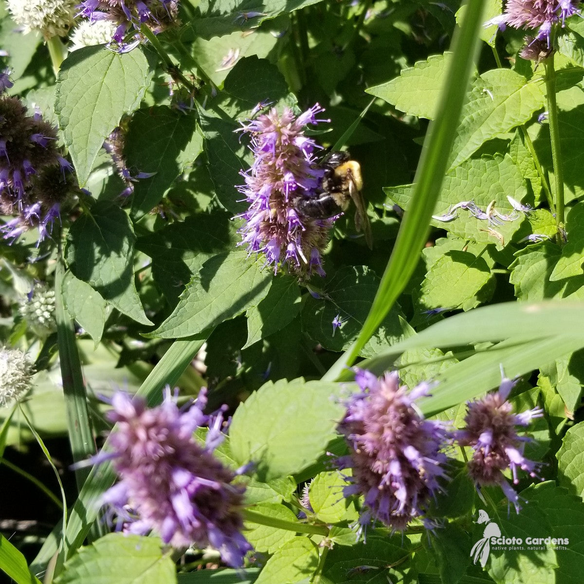 Agastache foeniculum (Anise Hyssop) - 2 gal