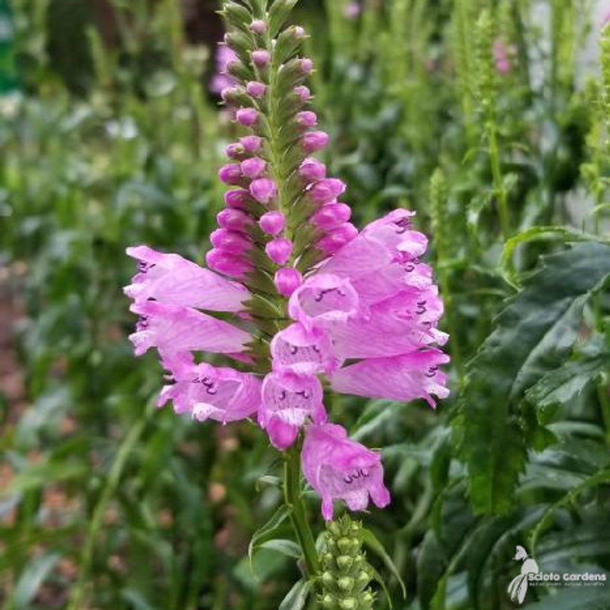Physostegia virginiana (Obedient Plant) - 1 gal