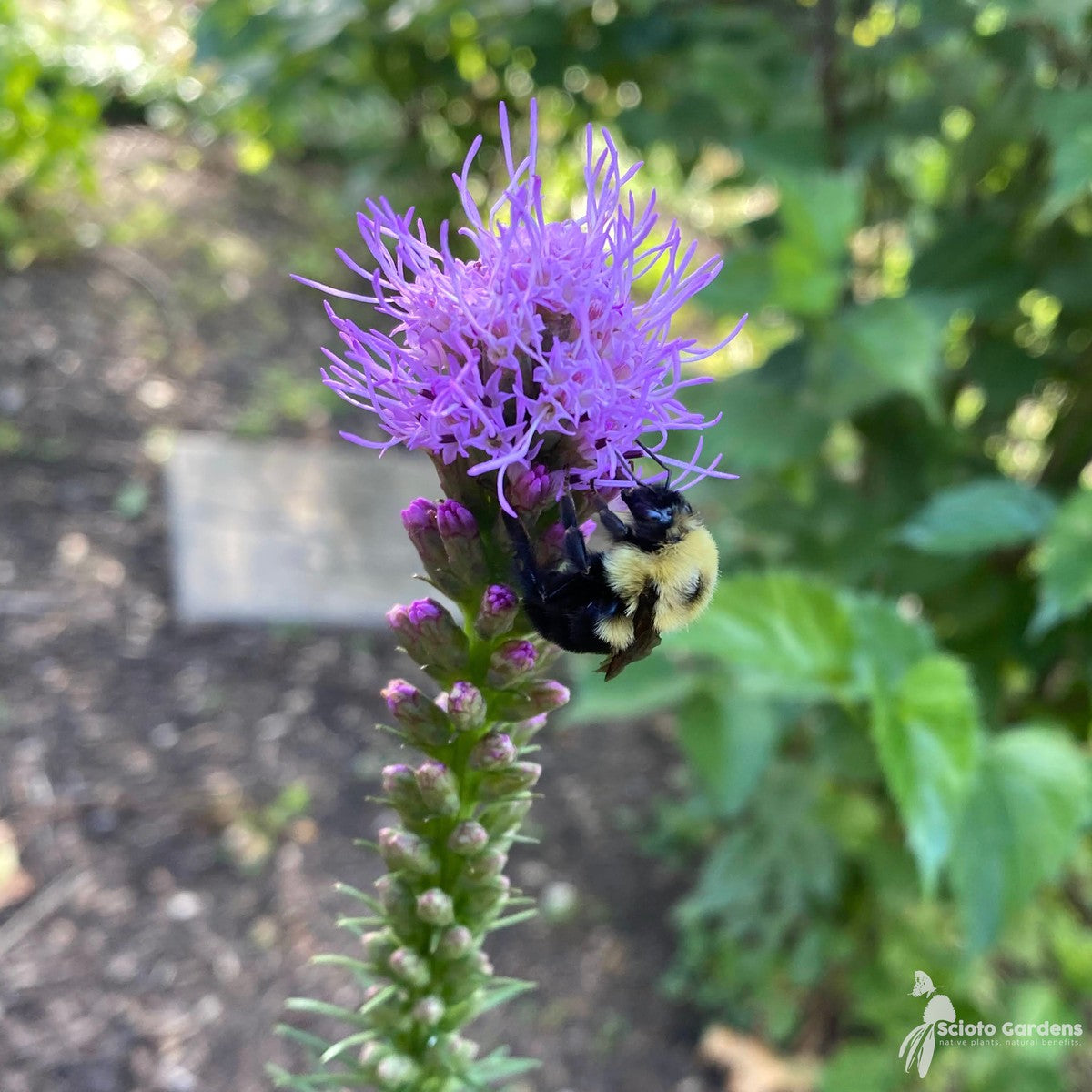 Liatris spicata (Dense Blazing Star) - 1 gal