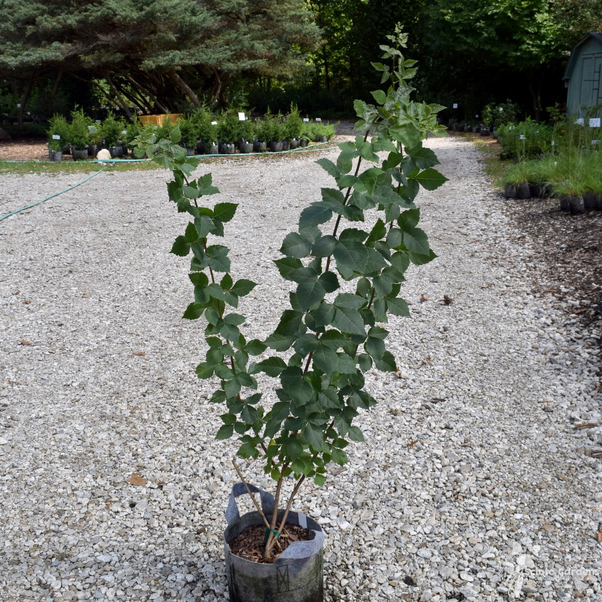 Rhus aromatica (Fragrant Sumac) - 3 gal
