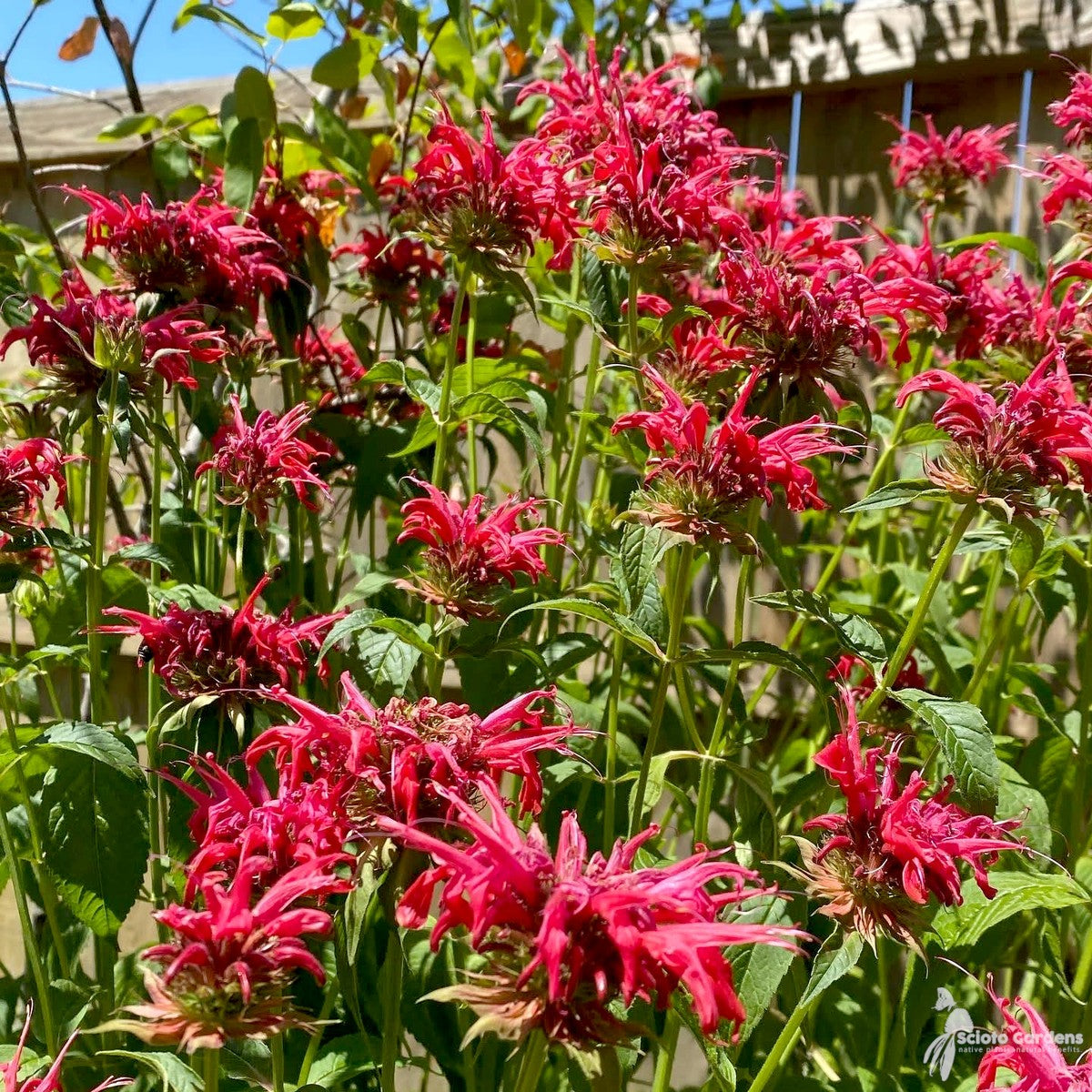 Monarda didyma (Oswego Tea, Bee Balm) - 1 gal