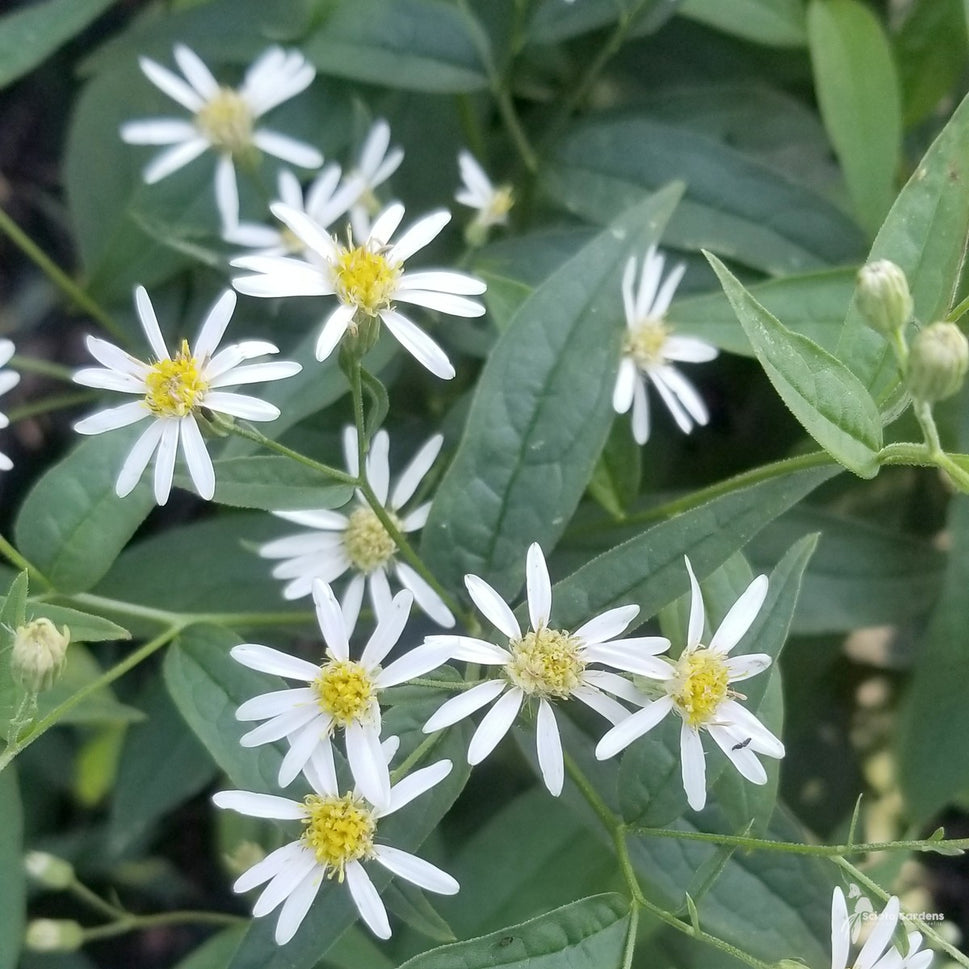 Aster [Doellingeria] umbellatus (Flat-topped Aster) - 1 gal