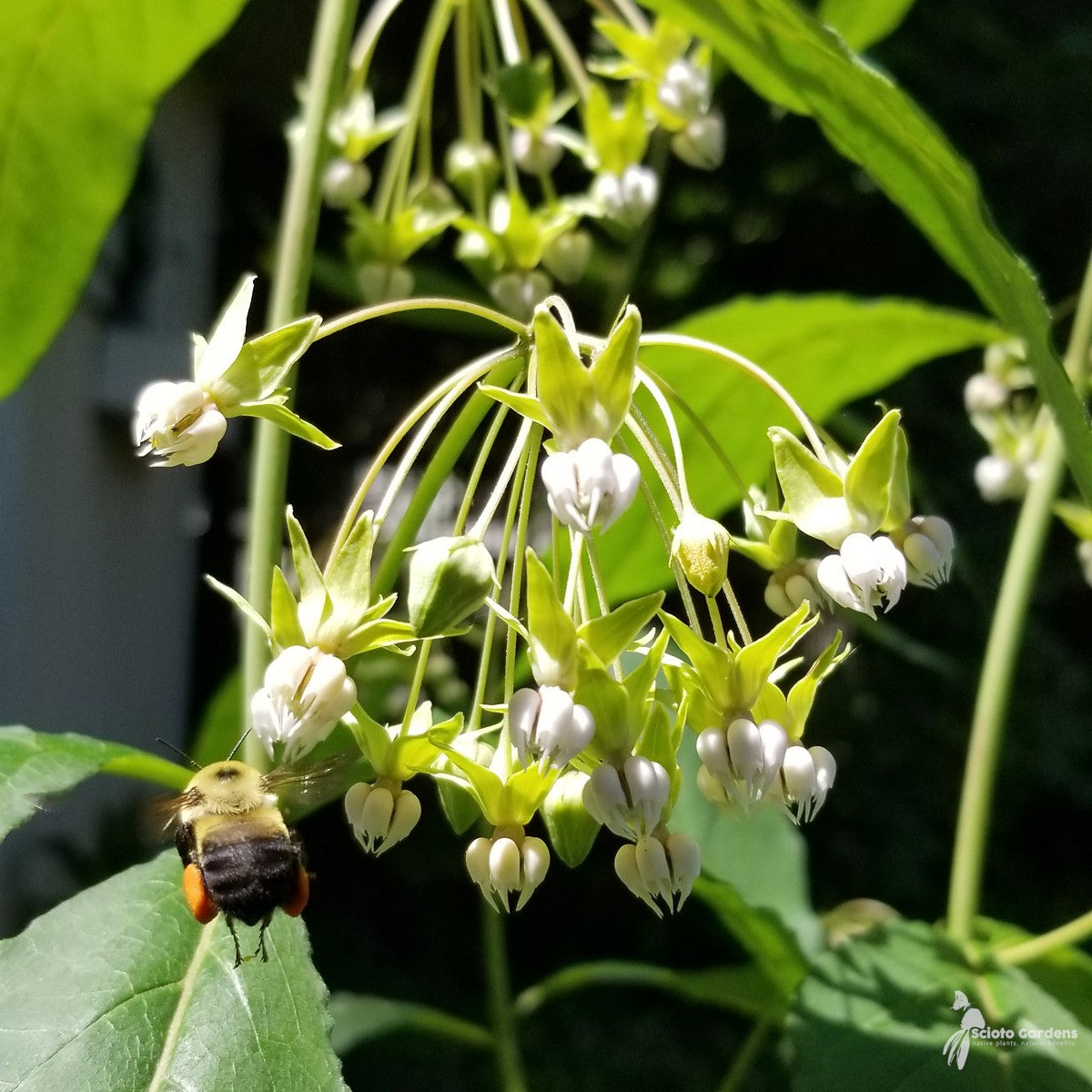 Asclepias exaltata (Poke Milkweed) - 1 gal
