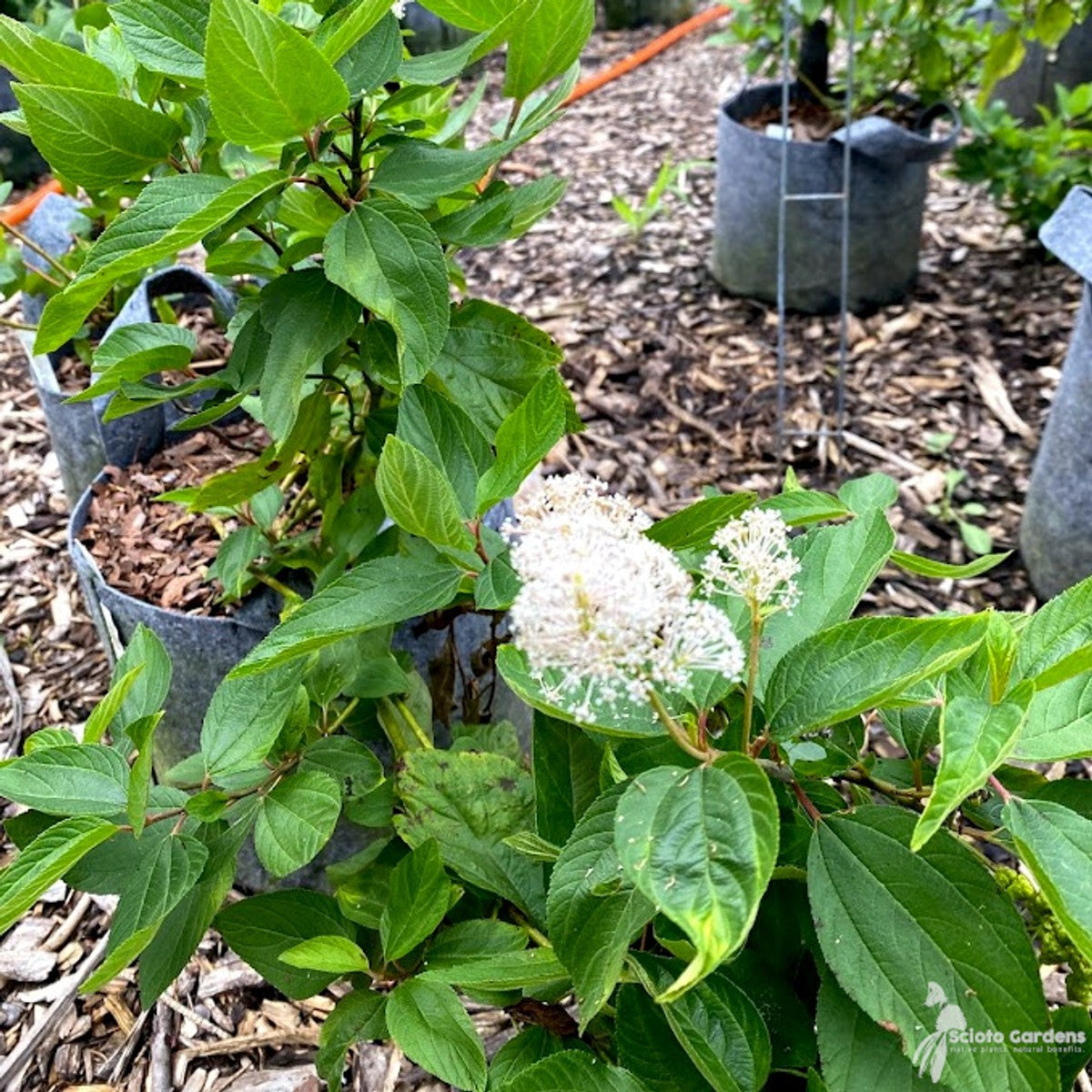 Ceanothus americanus (New Jersey Tea) - 3 gal