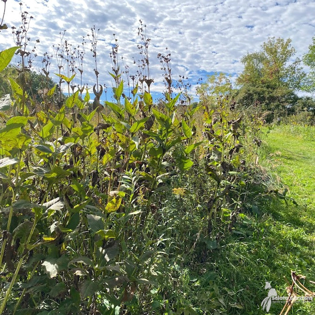 Silphium perfoliatum (Cup Plant) - 2 gal
