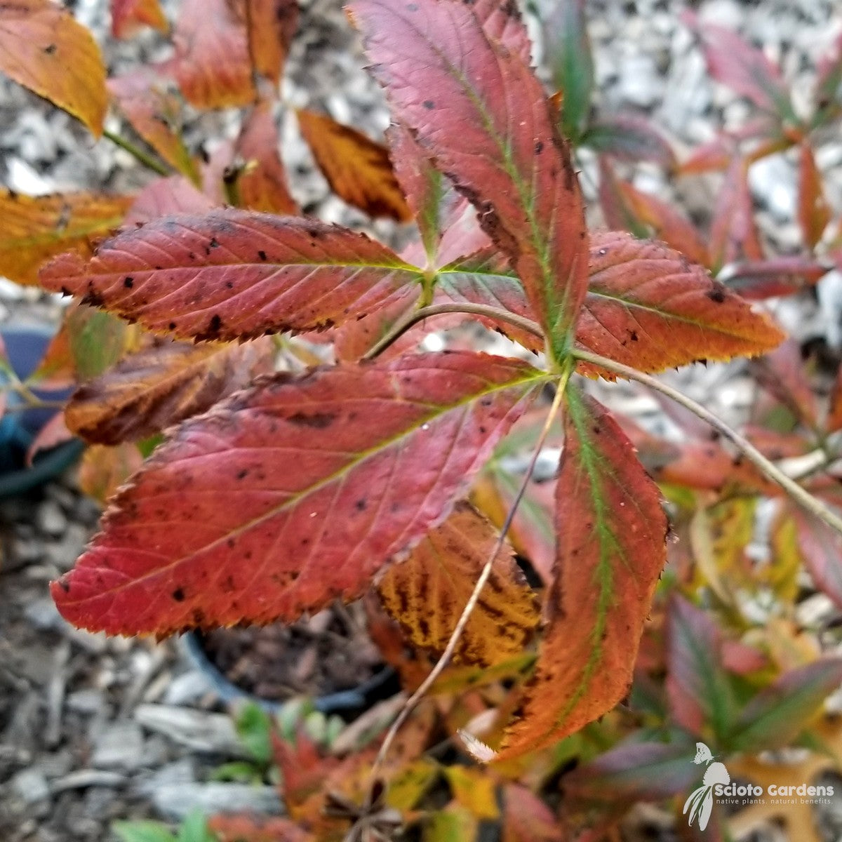 Gillenia [Porteranthus] trifoliata (Bowman's Root) - 2 gal