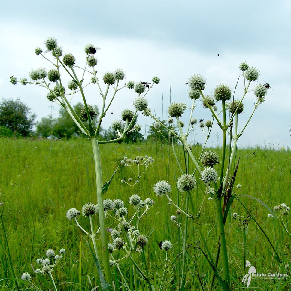 Eryngium yuccifolium (Rattlesnake Master) - 1 gal