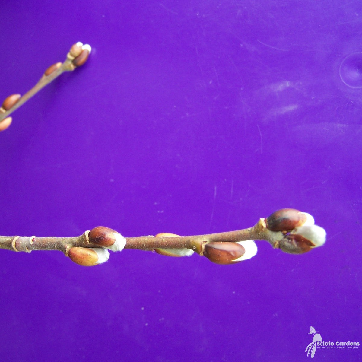 Salix discolor (Pussy Willow) - 3 gal