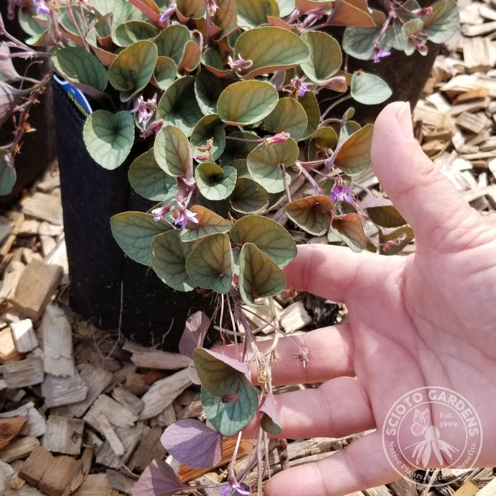 Viola walteri 'Silver Gem' ('Silver Gem' Walter's Violet) - QT