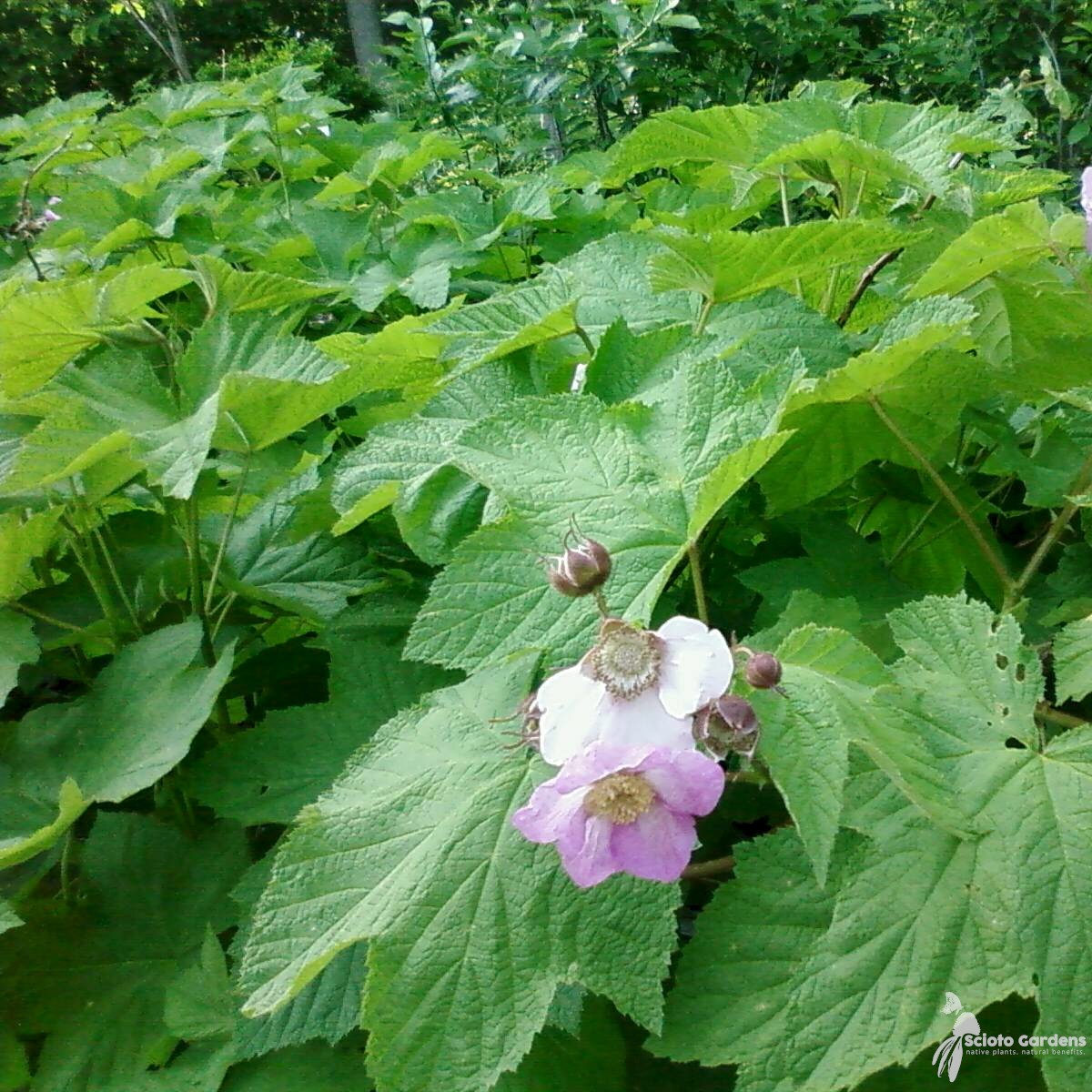 Rubus odoratus (Purple-flowering Raspberry) - 3 gal