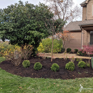 Thuja o. 'Hetz Midget' (Hetz Midget' American Arborvitae) - 3 gal