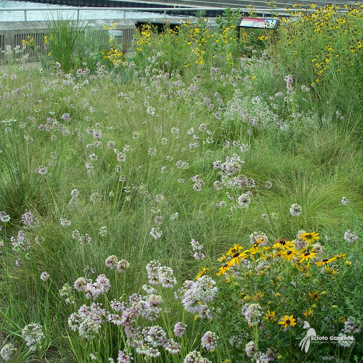 Sporobolus heterolepis (Prairie Dropseed) - 1 gal