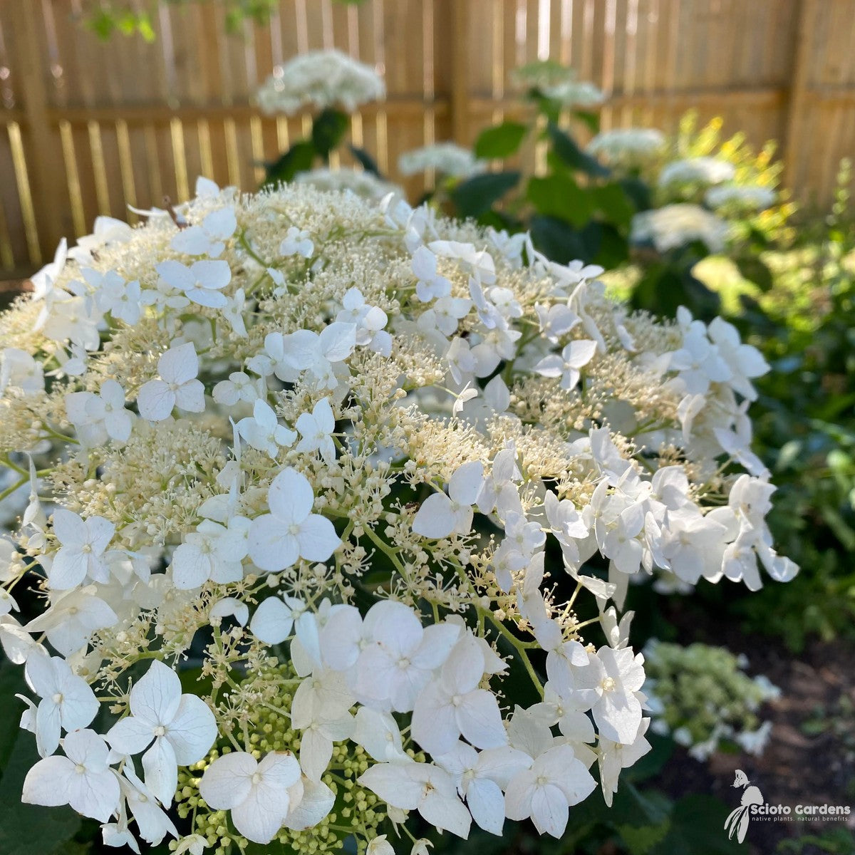Hydrangea arb. 'Haas Halo' (Haas Halo Smooth Hydrangea) - 3 gal