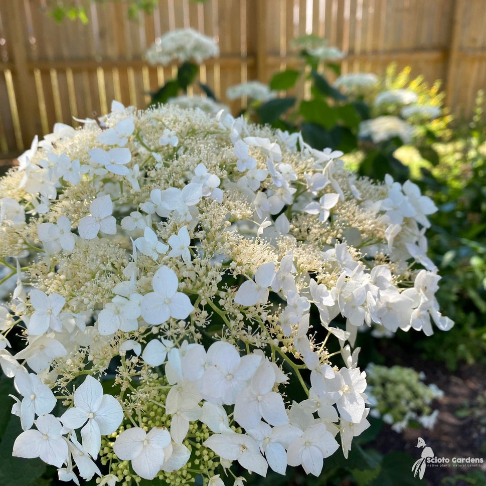Hydrangea arb. 'Haas Halo' (Haas Halo Smooth Hydrangea) - 3 gal