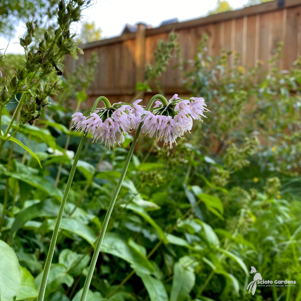 Allium cernuum (Nodding Onion) - QT