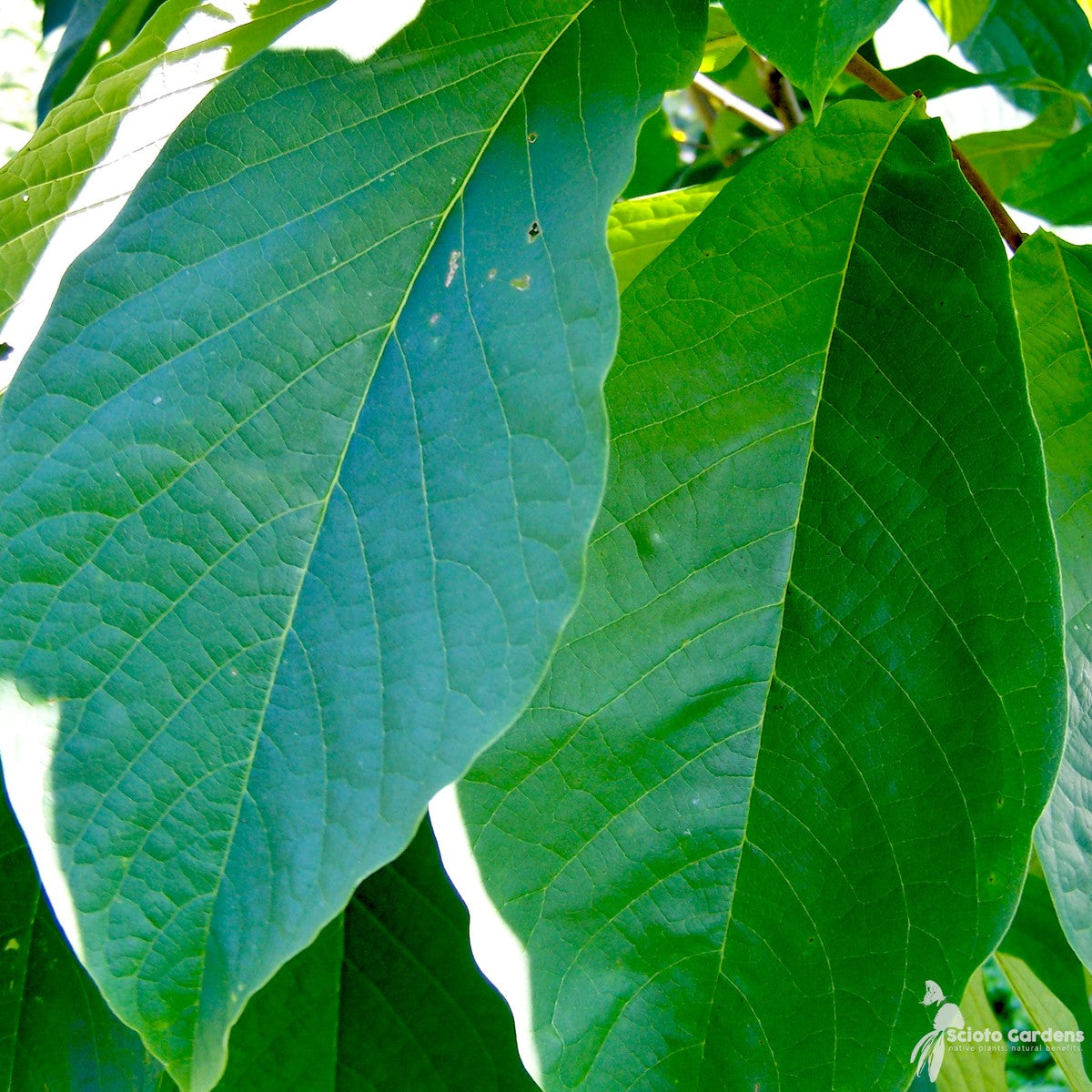 Asimina triloba (OH) (Common Pawpaw) - 3 gal