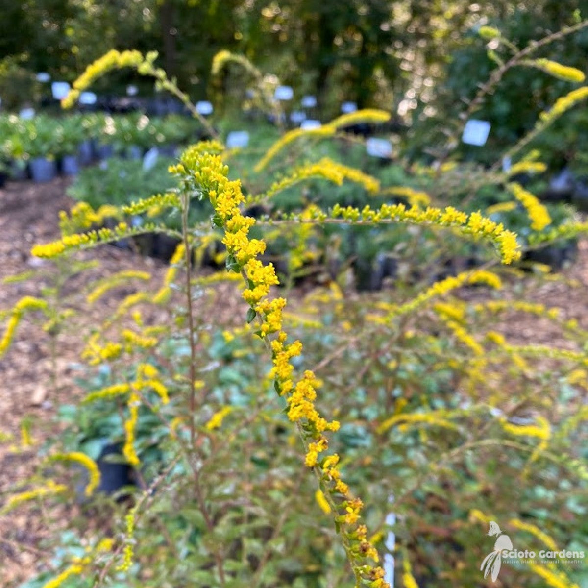 Solidago rugosa 'Fireworks' ('Fireworks' Rough-stemmed Goldenrod) - Plug 32