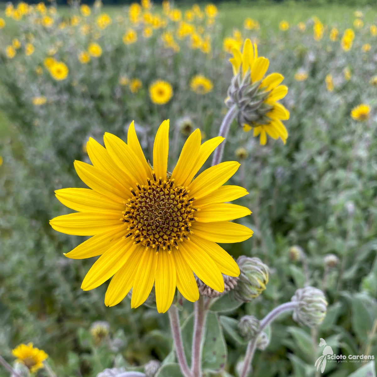 Helianthus mollis (Downy Sunflower) - 2 gal