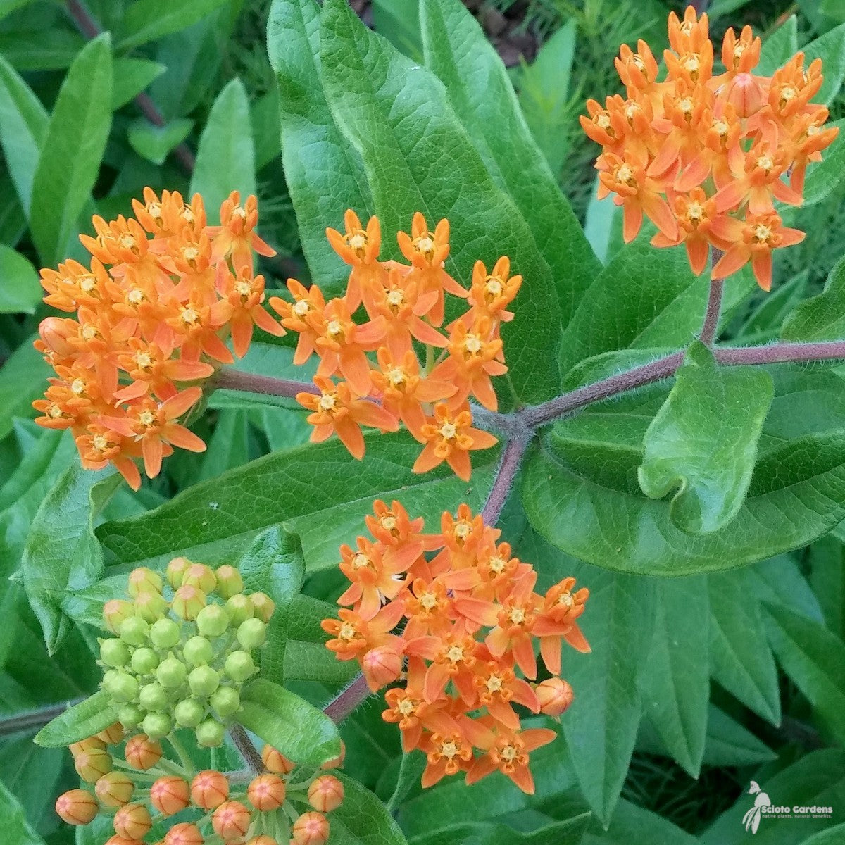 Asclepias tuberosa (Butterfly Weed) - 1 gal