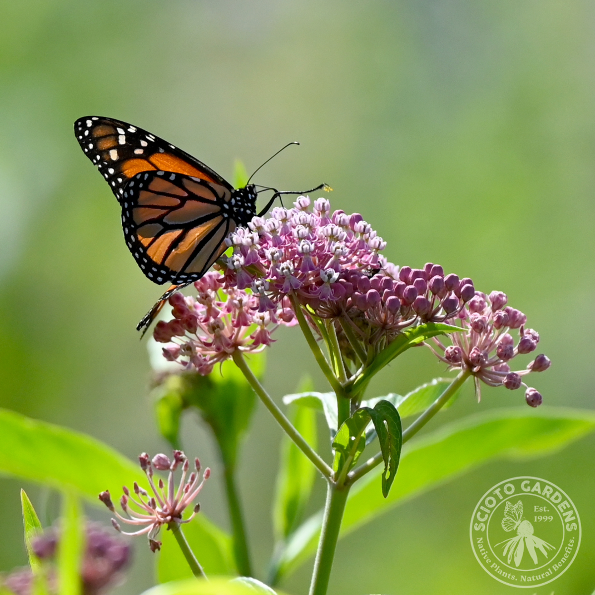 Asclepias incarnata (Pink Swamp Milkweed) - 2 gal