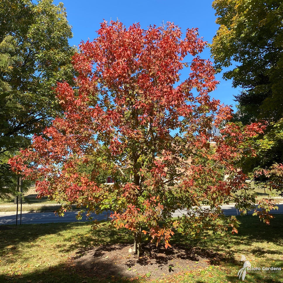 Aesculus glabra (Ohio Buckeye) - 7 gal