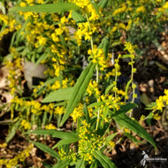 Solidago caesia (Bluestem Goldenrod) - 2 gal