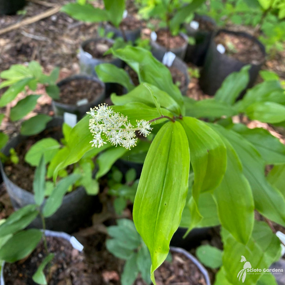 Smilacina [Maianthemum] racemosa (False Solomon's Seal) - 1 gal