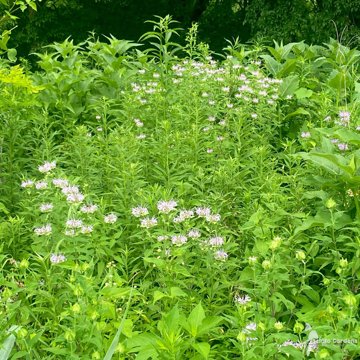 Monarda fistulosa (Wild Bergamot) - 1 gal