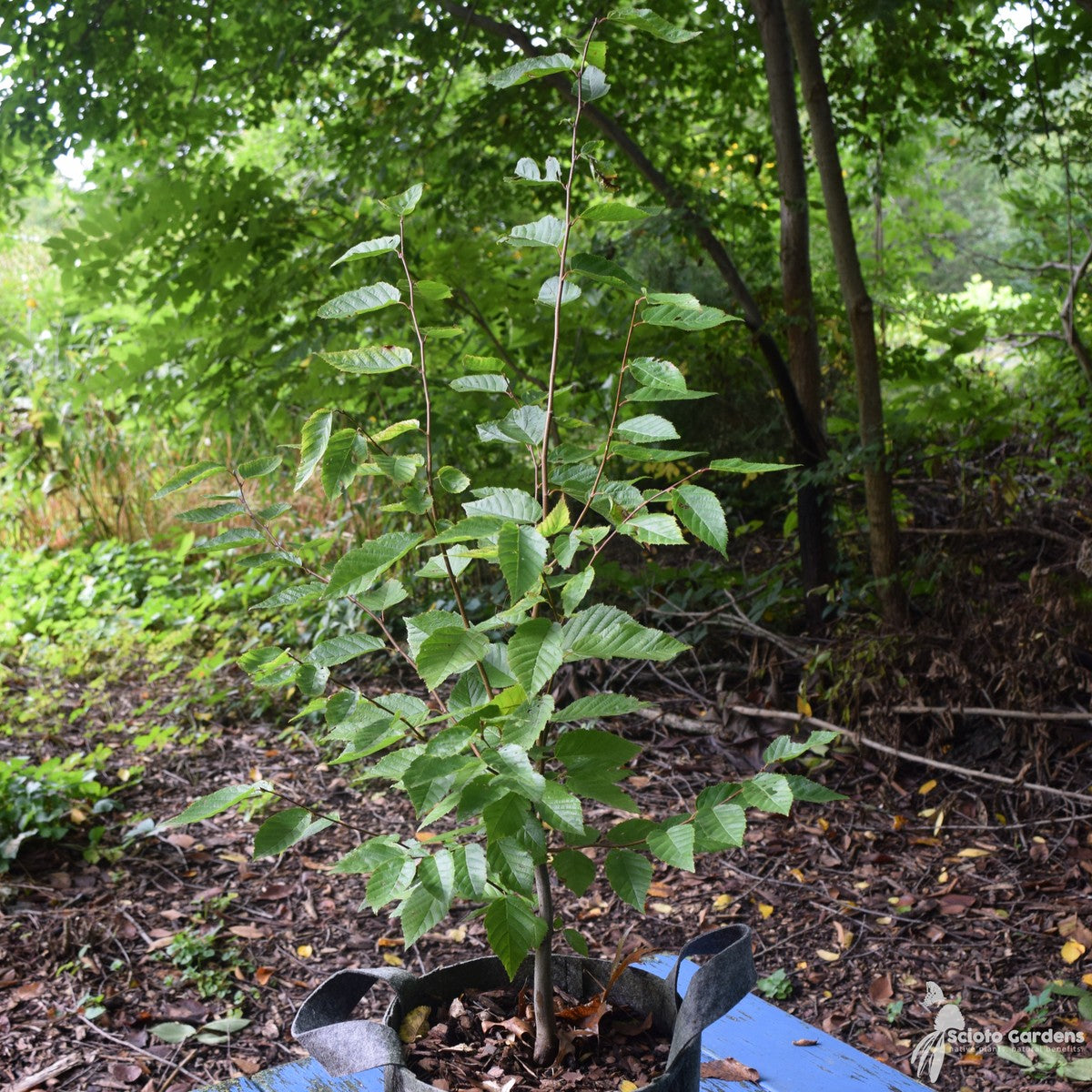 Carpinus caroliniana (Musclewood, American Hornbeam) - 3 gal