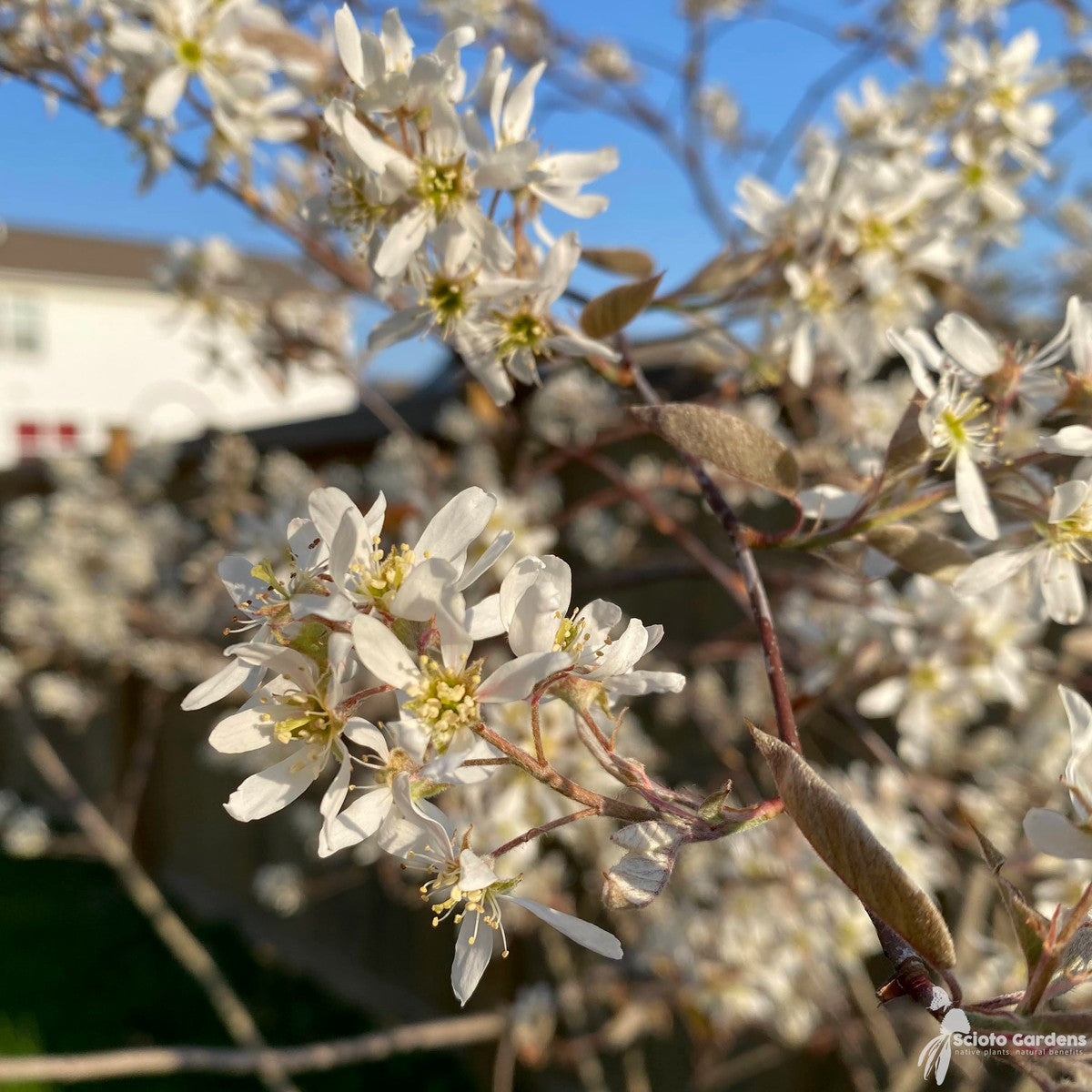 Amelanchier laevis (Allegheny Serviceberry) - 3 gal