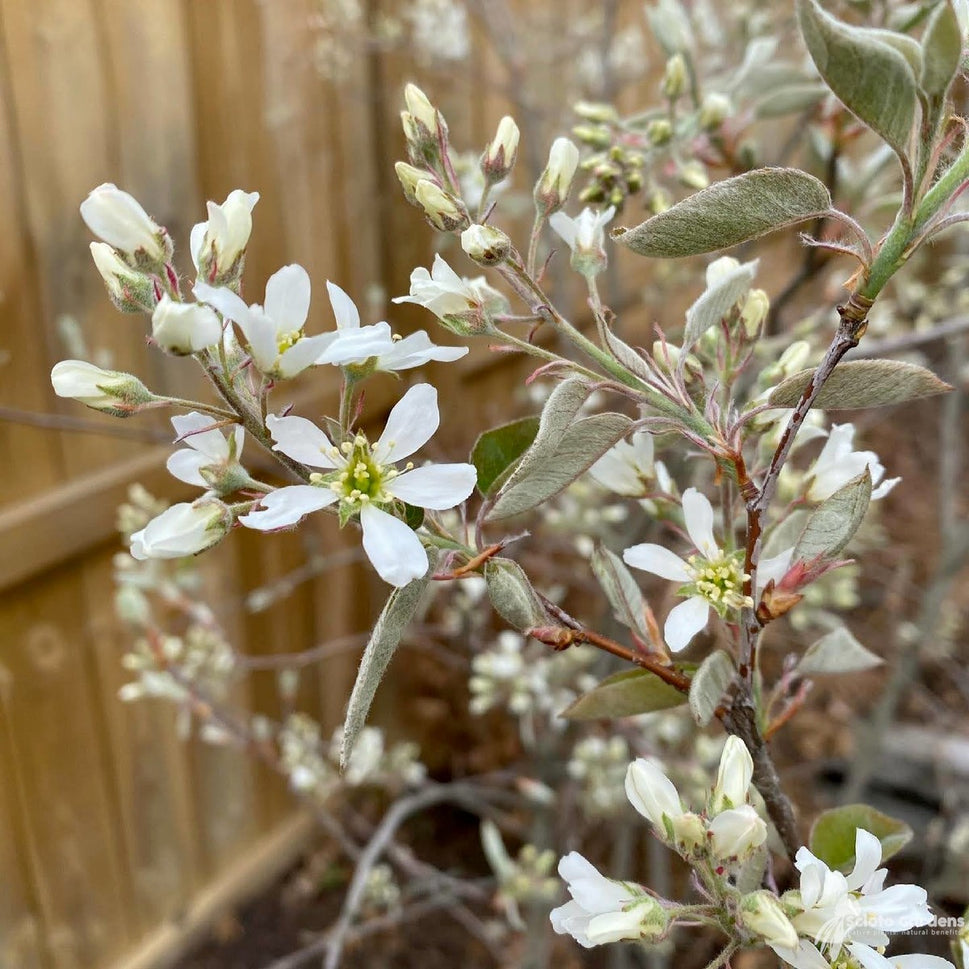 Amelanchier laevis (Allegheny Serviceberry) - 3 gal