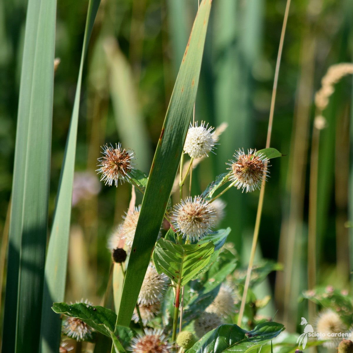 Cephalanthus occidentalis (Buttonbush) - 2 gal