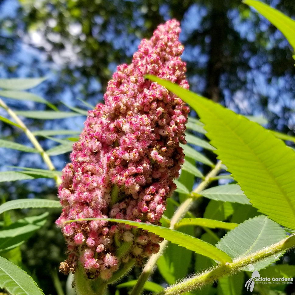 Rhus typhina (Staghorn Sumac) - 5 gal